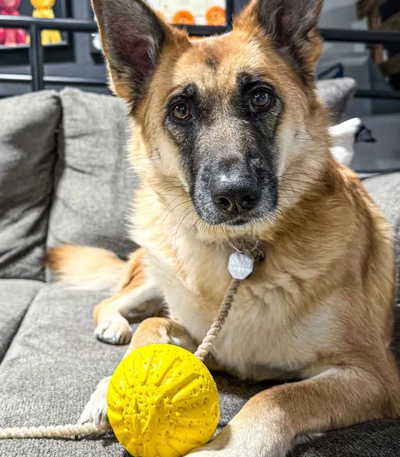 A German Shepherd relaxing on the couch inside the V3 training facility