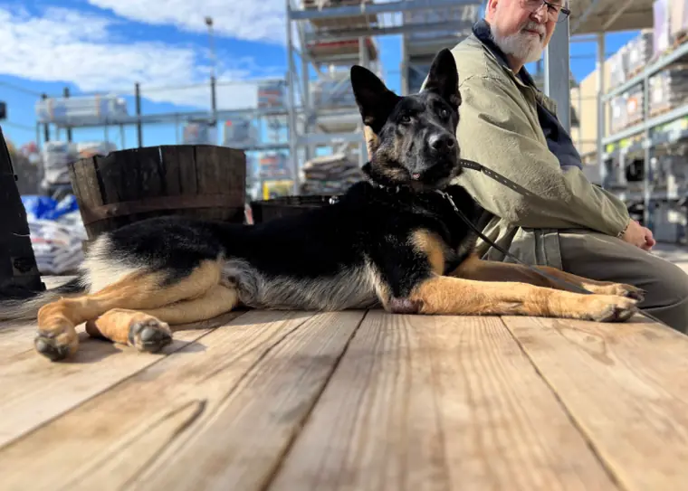 A German Shepherd lying calmly on a wooden platform in a busy public place beside its owner