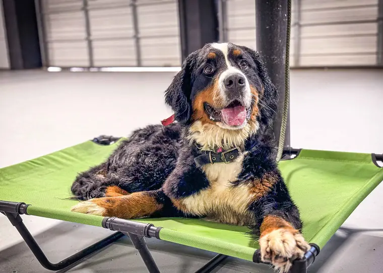 A Bernese Mountain Dog relaxing on a raised dog bed inside the training facility