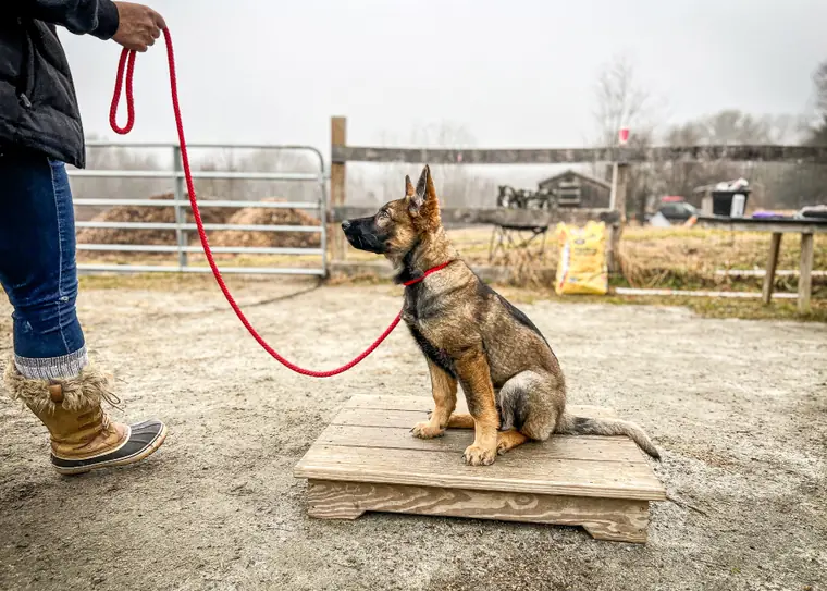 A young German Shepherd puppy holding a sit on a wooden place board